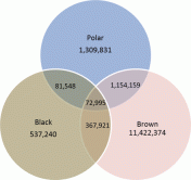 Figure 2 from Cronin et al. 2014 (in press) showing the overlap in genetic elements (“SNPs” between black, brown (grizzly) and polar bear: there is more overlap between brown and polar bear than between either of them and black bears, but there are also elements unique to each species. Other results were “consistent with introgressive hybridization involving male brown bears and female polar bears” as occurs today in the wild. 