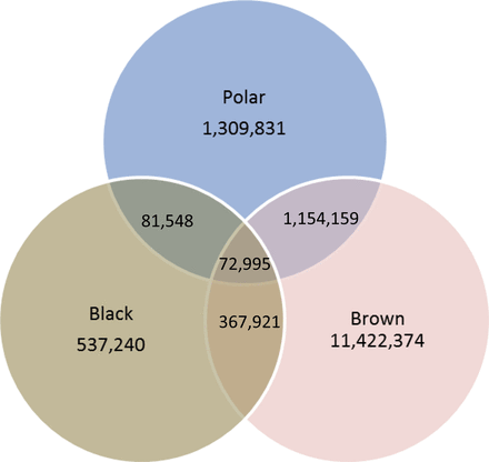 Figure 2 from Cronin et al. 2014 (in press) showing the overlap in genetic elements (“SNPs” between black, brown (grizzly) and polar bear: there is more overlap between brown and polar bear than between either of them and black bears, but there are also elements unique to each species. Other results were “consistent with introgressive hybridization involving male brown bears and female polar bears” as occurs today in the wild.