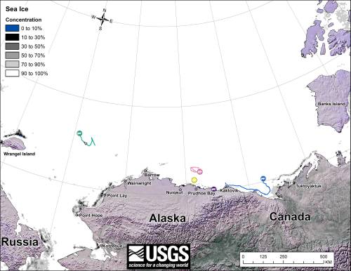 Figure 1. Movements of 5 satellite-tagged polar bears for the month of March, 2014. Polar bears were tagged in 2013 on the spring-time sea ice of the southern Beaufort Sea. All 5 of these bears have satellite collar transmitters. Note that the dots with the polar bear icons are the end points (end March), while the other end of the string is their position in early March. These are the same 5 females that were present in January. Click to enlarge.