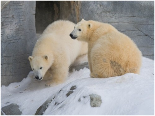 Kaska and Aurora, courtesy Assiniboine Park Zoo.