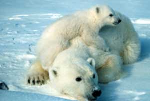 Female polar bear with cubs. (U.S. Fish & Wildlife Service/AP)