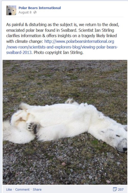 PBI link to Stirlings blog post on the bear that died of climate change_with activist spin_Aug 8 2013