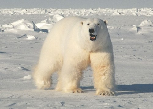 PolarBear_2008_USGS