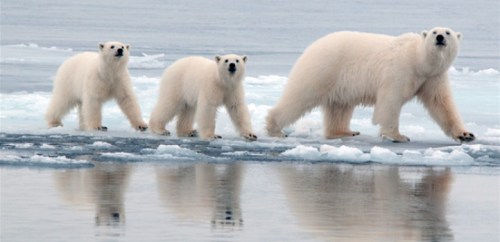 Polar bear female and her two cubs on the sea ice near Kap Tobin, Scoresby Sound, Central East Greenland (courtesy Rune Dietz, Aarhus University).