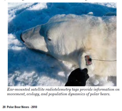 Polar bear ear tag_USFWS_PolarBearNews2010