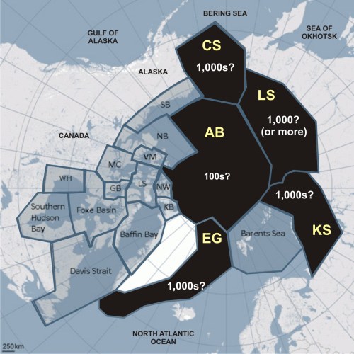 Figure 1. Based on previous PBSG estimates and other research, there are probably another 6,000-9,000 (perhaps less but perhaps more) bears living in the regions marked in black above, although suitably “scientific” population surveys have not been done. These bears are not included in the most recent PBSG “global population estimate” – a ‘rough guess,’ such as suggested here, has been deemed of no use to the PBSG, so their population estimate is “zero.” CS, Chukchi Sea; LS, Laptev Sea; KS, Kara Sea; EG, East Greenland; AB, Arctic Basin.