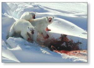 Figure 2. Female and cubs feeding on the ice. USGS photo.