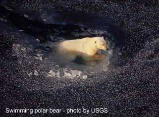 pbear_swimming_USGS