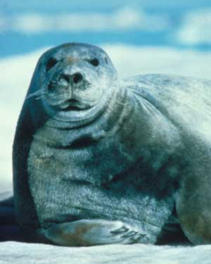 beardedseal-mspindler-usfws