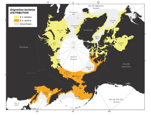 Bearded seal distribution across the Arctic. From Cameron et al. 2010.