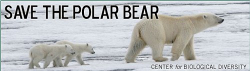 Figure 1. Are polar bears really endangered? The US Fish and Wildlife Service thinks so, but only because Steven Amstrup, based on a computer model projecting sea ice out to 2050, said so (Amstrup et al. 2007). This information has been used by the Center for Biological Diversity and other NGOs, like WWF and Polar Bears International (where Amstrup is now employed), to solicit donations.