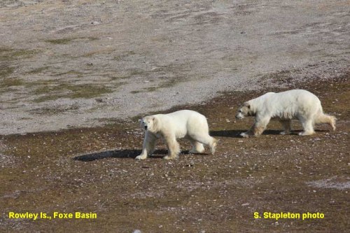 Foxe Basin polar_bears_rowley_island_Stapleton 2012 press photo labeled sm