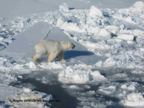 PB_male on ice_Regehr USFWS_March 2010_labeled