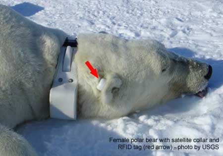 Polar bear with collar and tag_USGS_labeled