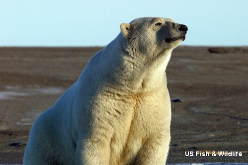 polar-bear_USFWS labeled