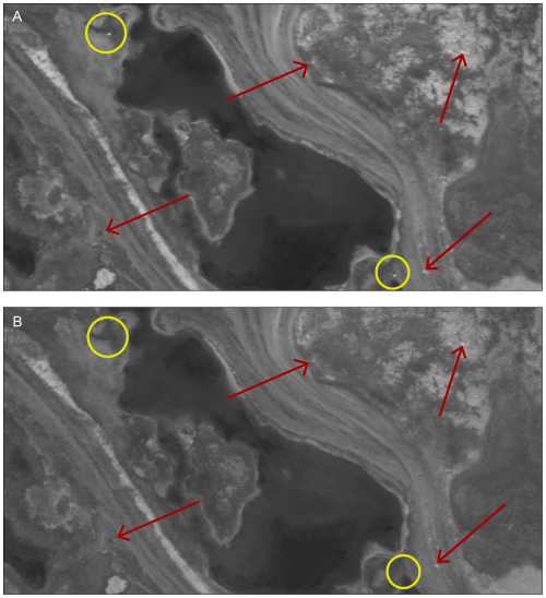 Figure 2. This is what adult polar bears on an island, in summer, look like from space. Cubs are too small to count. This is Fig. 2 from Stapleton et al. 2014.