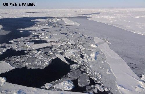 USFWS_PolarBearNews2013_pg5 labeled