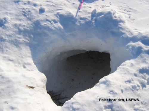 Polar bear den_CreditUSFWS_labeled
