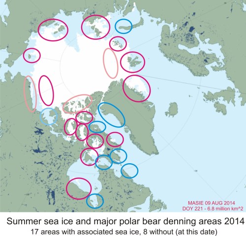 Figure 1. Ice extent at August 8, 2014 in relation to major known polar bear denning areas around the Arctic (Obbard et al. 2010). Only 47% of all such den habitat is without associated sea ice at this time. Note the most pregnant females in the Southern Beaufort region (Alaska) are known to den on the sea ice rather than on land, as do a fairly high proportion of Barents Sea bears. Major areas in dark magenta/blue, minor areas in pale pink/light blue. Map courtesy MASIE.