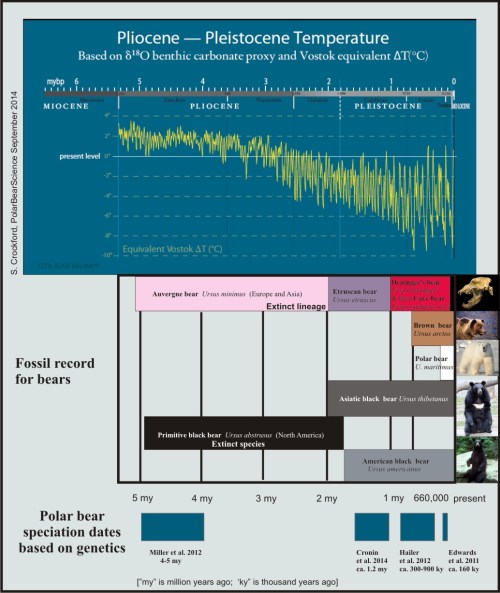 Figure 2. A summary of bear evolution according to the fossil record, relative to climate change over the last 5 million years or so (based on proxy data from the Vostok ice core in Antarctica). Living species (Asiatic and American black bear, brown bear/grizzly, polar bear) have only existed for 2 million years at most, according to the fossil record; but dates of polar bear and grizzly speciation based on genetic analysis vary widely.