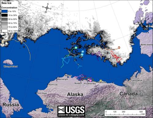 Figure 1. Movements of 11 satellite-tagged polar bears for the month of August, 2014. Polar bears were tagged in 2014 on the spring-time sea ice of the southern Beaufort Sea. All eleven of these bears have satellite collar transmitters. Polar bear satellite telemetry data are shown with AMSR2 remotely-sensed ice coverage for 31 August, 2014. AMSR2 data are made available by the University of Bremen (http://www.iup.uni-bremen.de:8084/amsr2/). The land cover is made available by Natural Earth (http://www.naturalearthdata.com/). Click on the above image to enlarge. Original image here. http://alaska.usgs.gov/science/biology/polar_bears/images/bear-movements-August-2014.jpg [the light pink icon appears to be directly under the dark purple or dark pink icon, on the shore of Alaska near Prudhoe Bay]