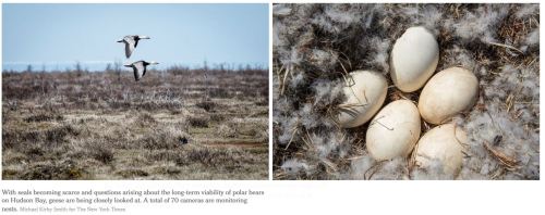 Courtesy NY Times, Sept. 22 2014.