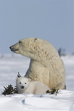 Hudson Bay female with cub_Wapusk_Thorsten Milse_Gov CA
