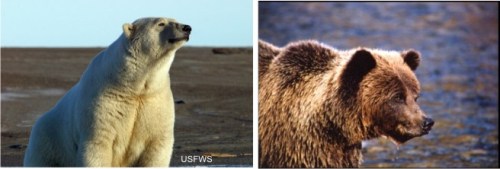 Polar bear grizzly profiles_composite_Sept 15