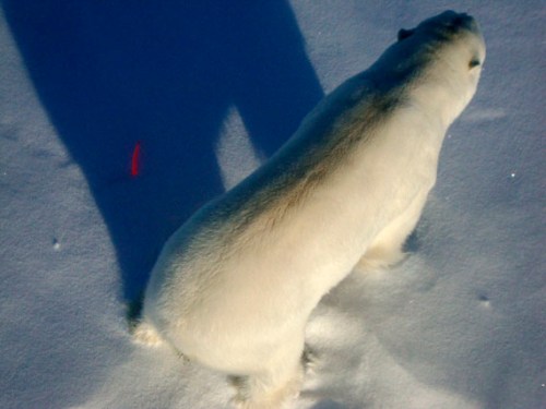Polar bear with dart_bear_570_2012 Kane Basin_M Dyck photo