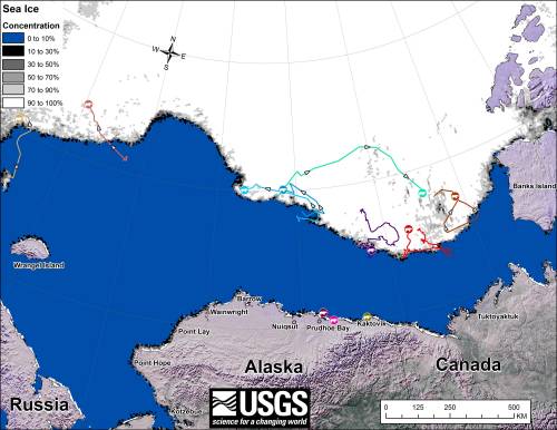 Figure 1. Original caption: “Movements of 12 [sic] satellite-tagged polar bears for the month of September, 2014. Polar bears were tagged in 2014 on the spring-time sea ice of the southern Beaufort Sea. All twelve [sic] of these bears have satellite collar transmitters. Polar bear satellite telemetry data are shown with AMSR2 remotely-sensed ice coverage for 30 September, 2014. AMSR2 data are made available by the University of Bremen." Click to enlarge. 