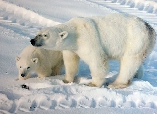 Figure 1. Polar bear female with cub, 2009, Churchill, Western Hudson Bay. Wikipedia.
