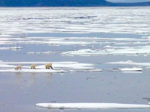 “A female polar bear and her two cubs dash across the ice near Gjoa Haven, where the polar bear hunt has been limited for nearly 15 years. (PHOTO BY JANE GEORGE)” Story here, also by Jane George.