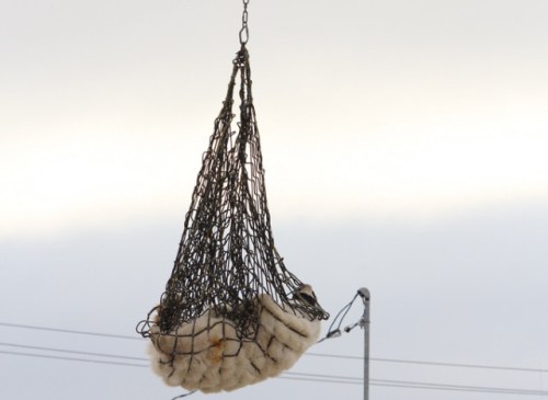 Figure 1. A bear is transported to Churchill’s polar bear holding facility, from a 2011 Huffington Post article “Polar Bear Prison.”