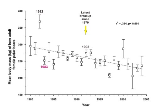 Figure 2. From Stirling and Parkinson (2006), original caption: “Mean estimated mass of lone (and thus possibly pregnant) adult female polar bears in Western Hudson Bay from 1980 through 2004 (dashed line indicates fit of linear regression).” Highest weights were in 1982, lowest in 2002. The actual number of bears measured each year, or the total number, was not stated. Some additional labels are mine.