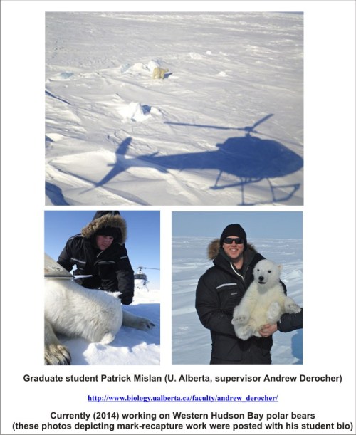 U Alberta student Mislan bio photos_PolarBearScience