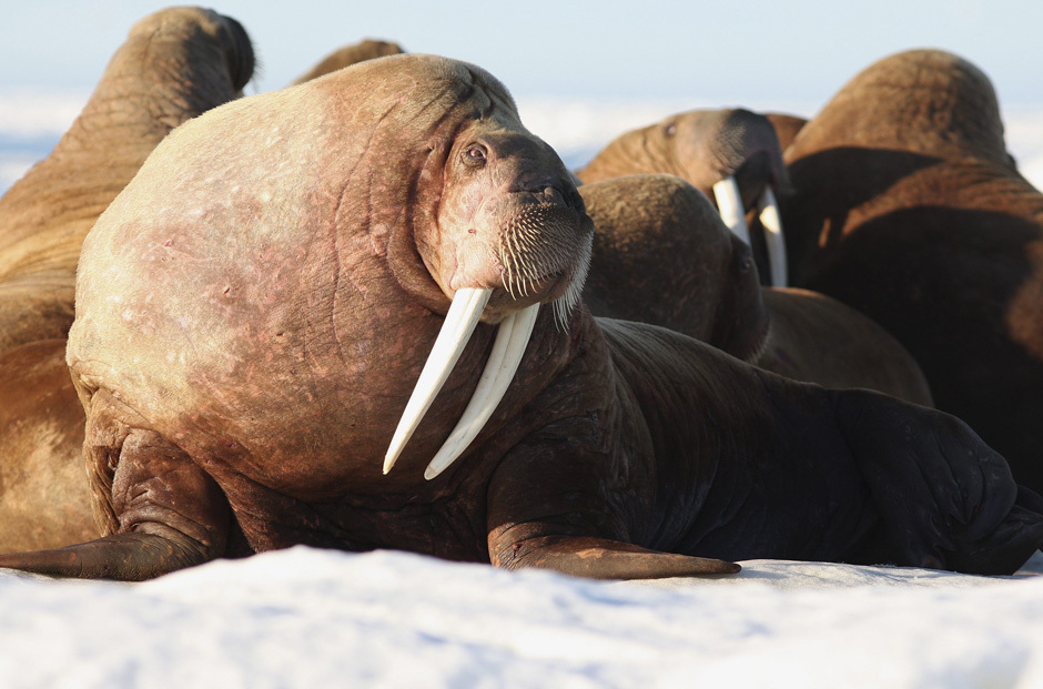 Full Walrus