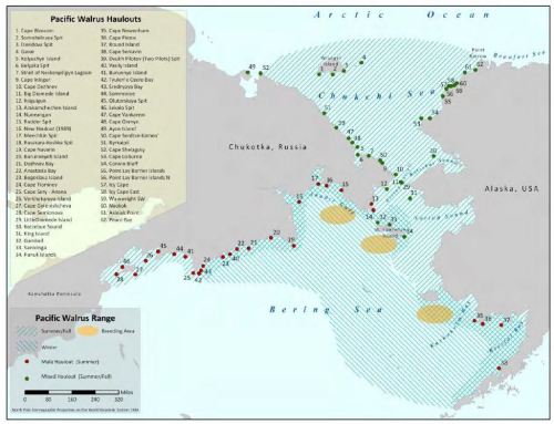 Figure 1. Walrus haulouts by season, from the 2011 status report (Garlich-Miller et al. 2011).