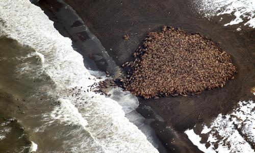 Walruses at Point Lay Sept 27 2014 NOAA CMDA0007_sm