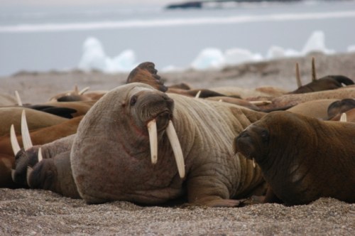 Figure 1. Walrus females and calves hauled out on a beach in Svalbard, photo accompanying an October 6, 2014 news report in “Eye on the Arctic” of the rapidly increasing Atlantic walrus population there. (Photo: Thomas Nilsen/Barents Observer).