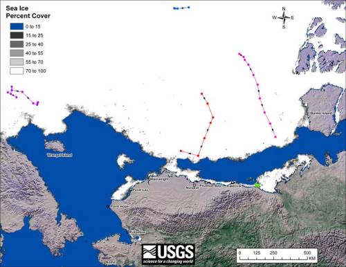 Figure 5. Movements of satellite-tagged polar bears for the month of October, 2010 in the Southern Beaufort Sea. Original
