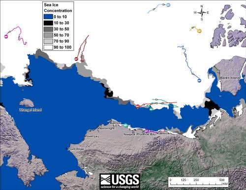 Figure 4. Movements of satellite-tagged polar bears for the month of October, 2011 in the Southern Beaufort Sea. Original here. 
