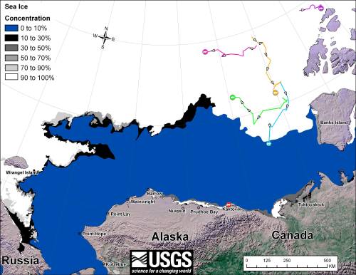 Figure 3. Movements of satellite-tagged polar bears for the month of October, 2012 in the Southern Beaufort Sea. Original here. 