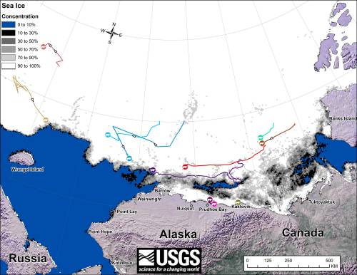 Fig. 1. Movements of 12 satellite-tagged polar bears for the month of October, 2014. Polar bears were tagged in 2014 on the spring-time sea ice of the southern Beaufort Sea. All twelve of these bears have satellite collar transmitters. Polar bear satellite telemetry data are shown with AMSR2 remotely-sensed ice coverage for 31 October, 2014. Click on the above image to enlarge. [looks like the 12th bear is a light pink icon (seen in the July map, with a track only visible on the August map) under one of the others onshore]