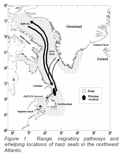 Harp seals Canada DFO 2012 Fig1