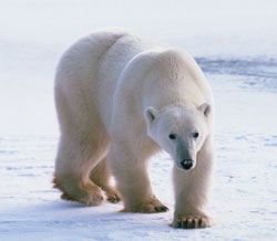 polarbear_new_USGS