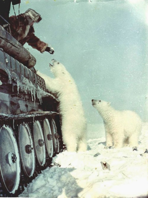 Soviet soldier in a tank, feeding condensed milk to polar bears c. 1950 - Imgur