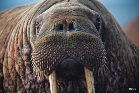 Walrus puss_USGS_IMG_4763