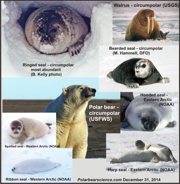 Threatened' Arctic species comparison shows USA most assertive about global  warming | polarbearscience
