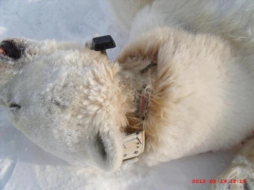  Photo by Jake Steven Arnatsiaq. Original here. 