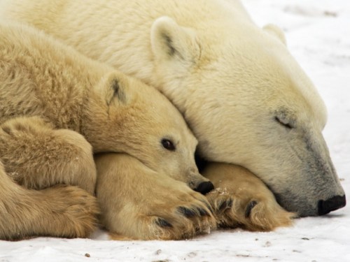 Paul J. Richards/AFP/Getty Images [NP story]